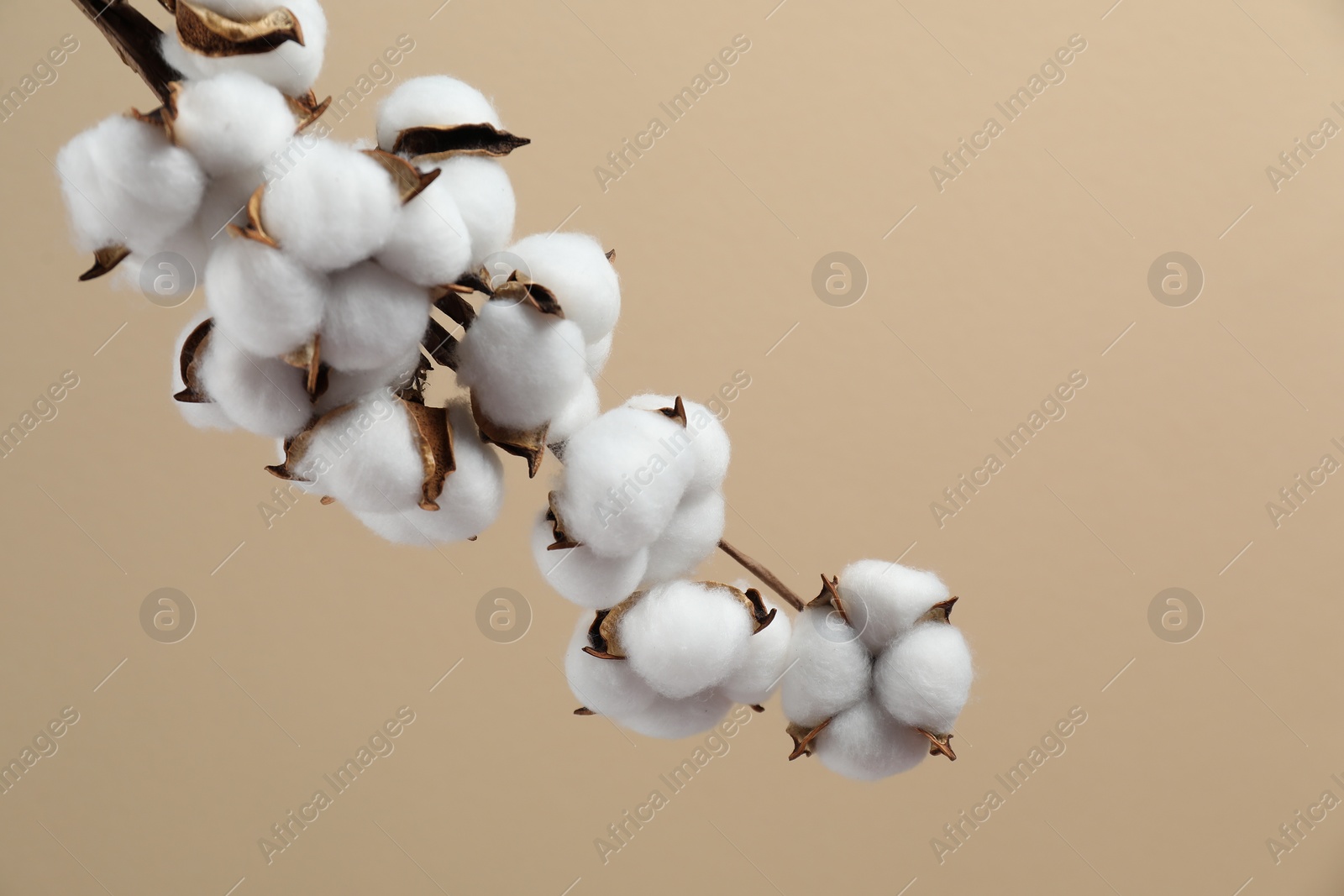 Photo of Beautiful cotton branch with fluffy flowers on beige background