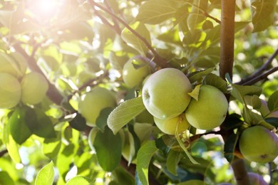 Apple tree with fresh and ripe fruits on sunny day