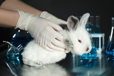 Photo of Scientist holding rabbit in chemical laboratory, closeup. Animal testing