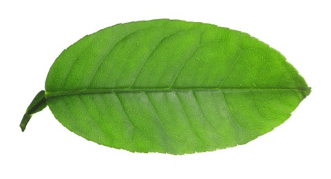 Green leaf of lemon tree isolated on white