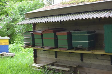 Group of different wooden beehives at outdoor apiary