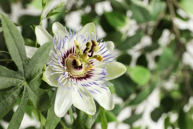 Photo of Beautiful Passiflora plant (passion fruit) with blossom on blurred background, closeup. Space for text