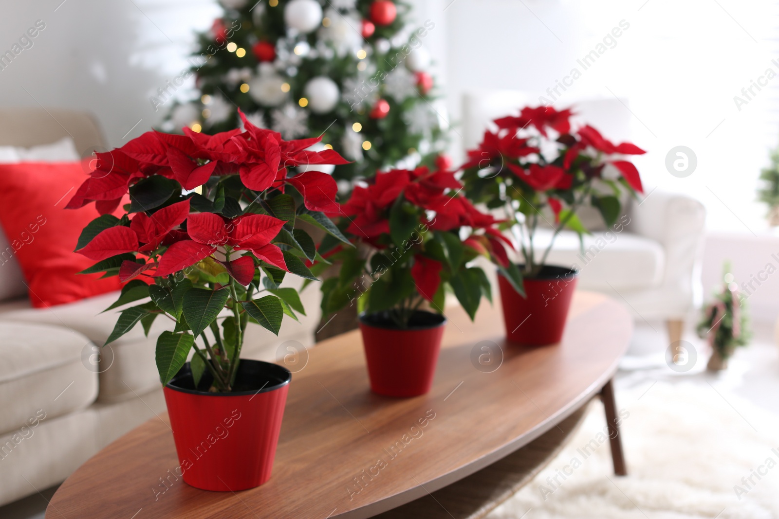 Photo of Beautiful poinsettia on wooden table in living room, space for text. Traditional Christmas flower
