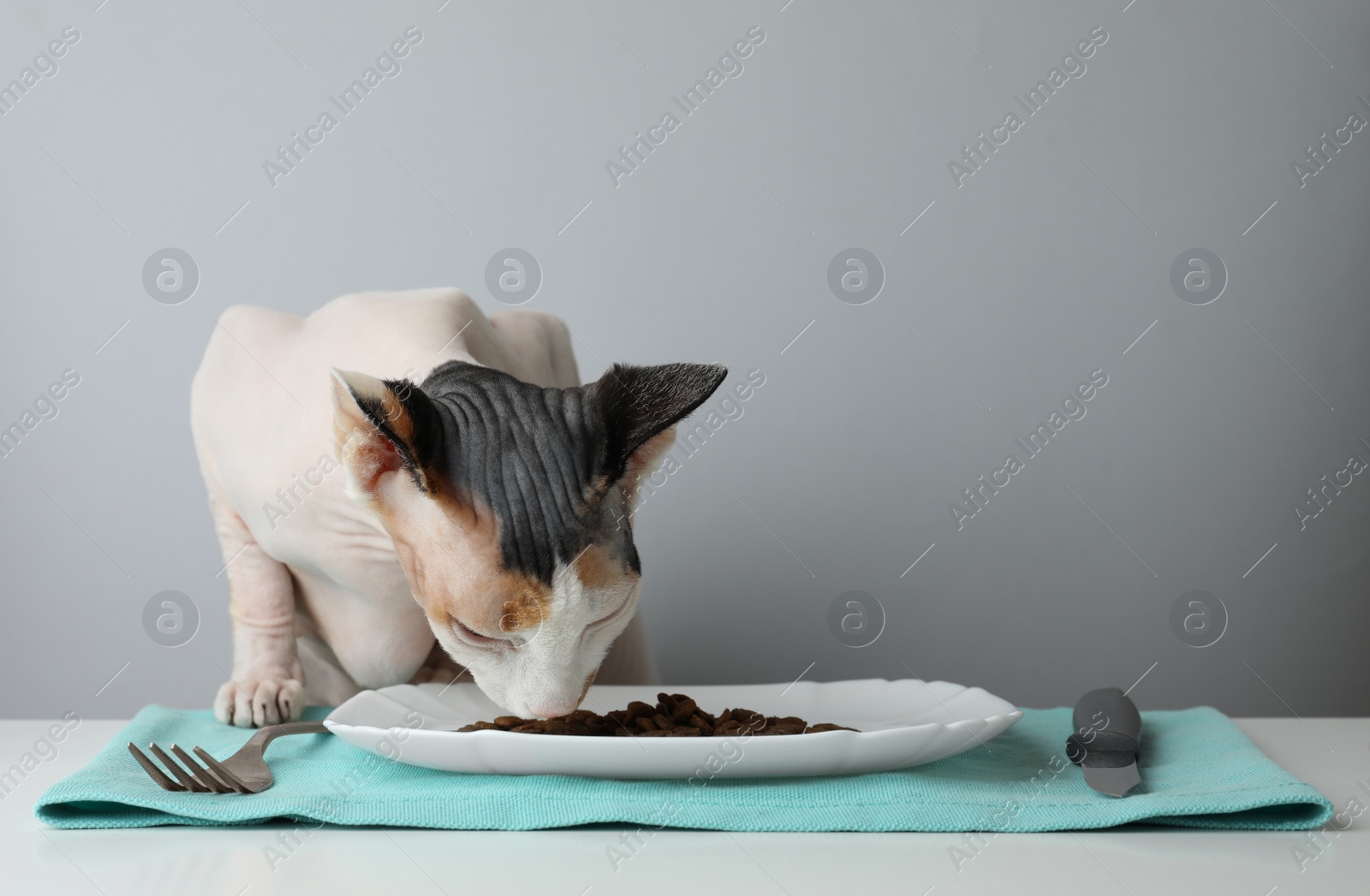 Photo of Beautiful Sphynx cat eating kibble on white table against grey background. Space for text