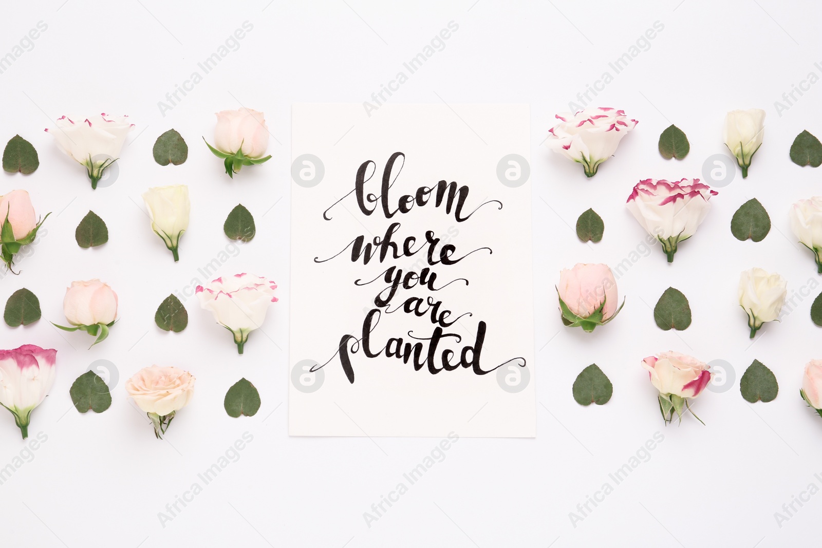 Photo of Frame of beautiful flowers and paper card with handwritten text Bloom where you are planted on white background, flat lay