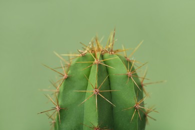 Photo of Beautiful green cactus on color background, closeup. Tropical plant