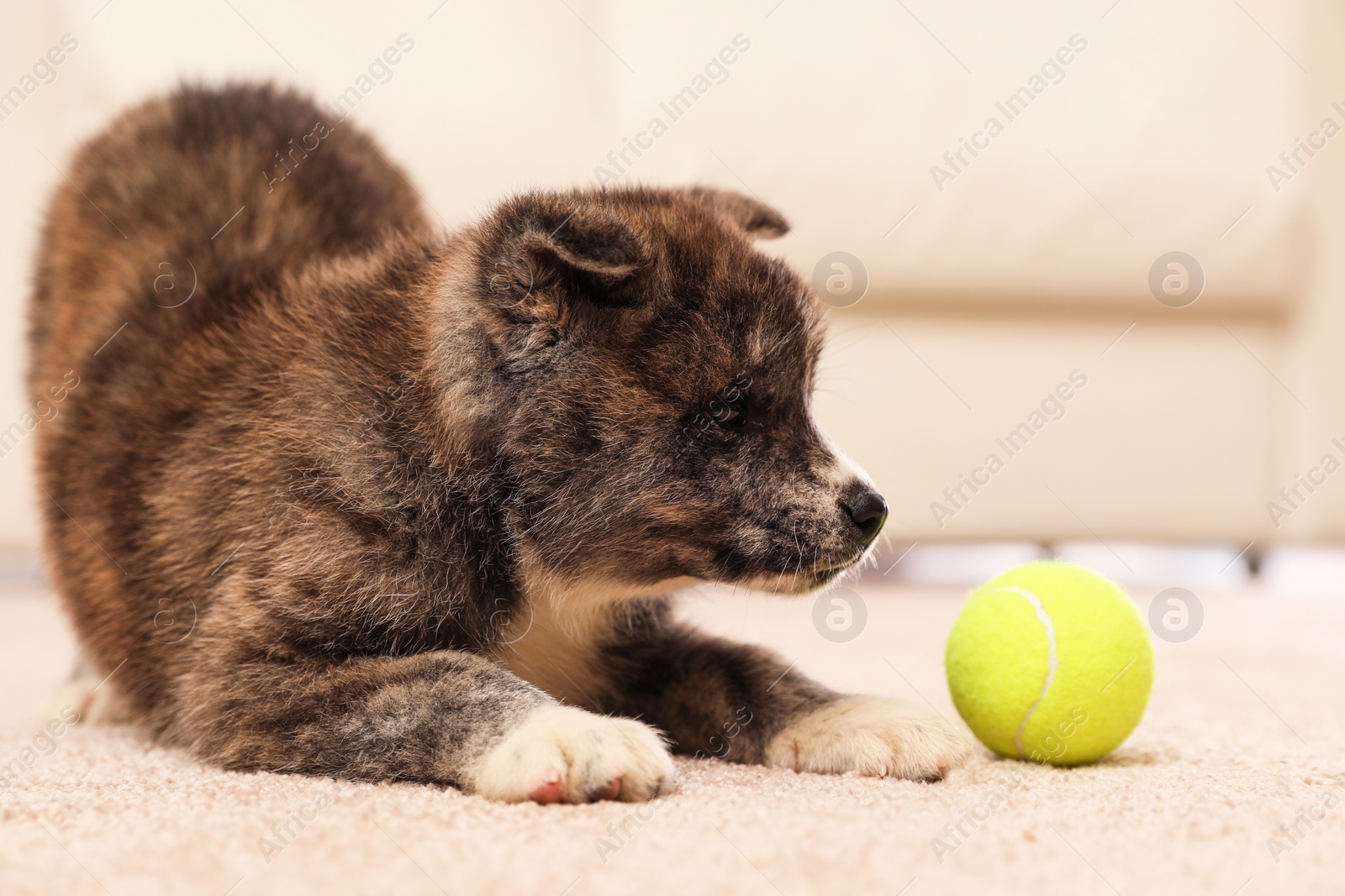 Photo of Cute Akita inu puppy with ball indoors. Playful dog