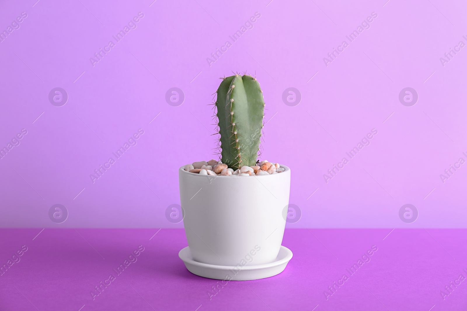 Photo of Beautiful cactus on table against color background