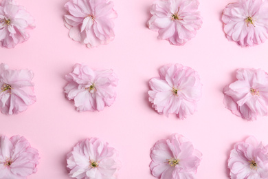 Beautiful sakura blossom on pink background, flat lay. Japanese cherry