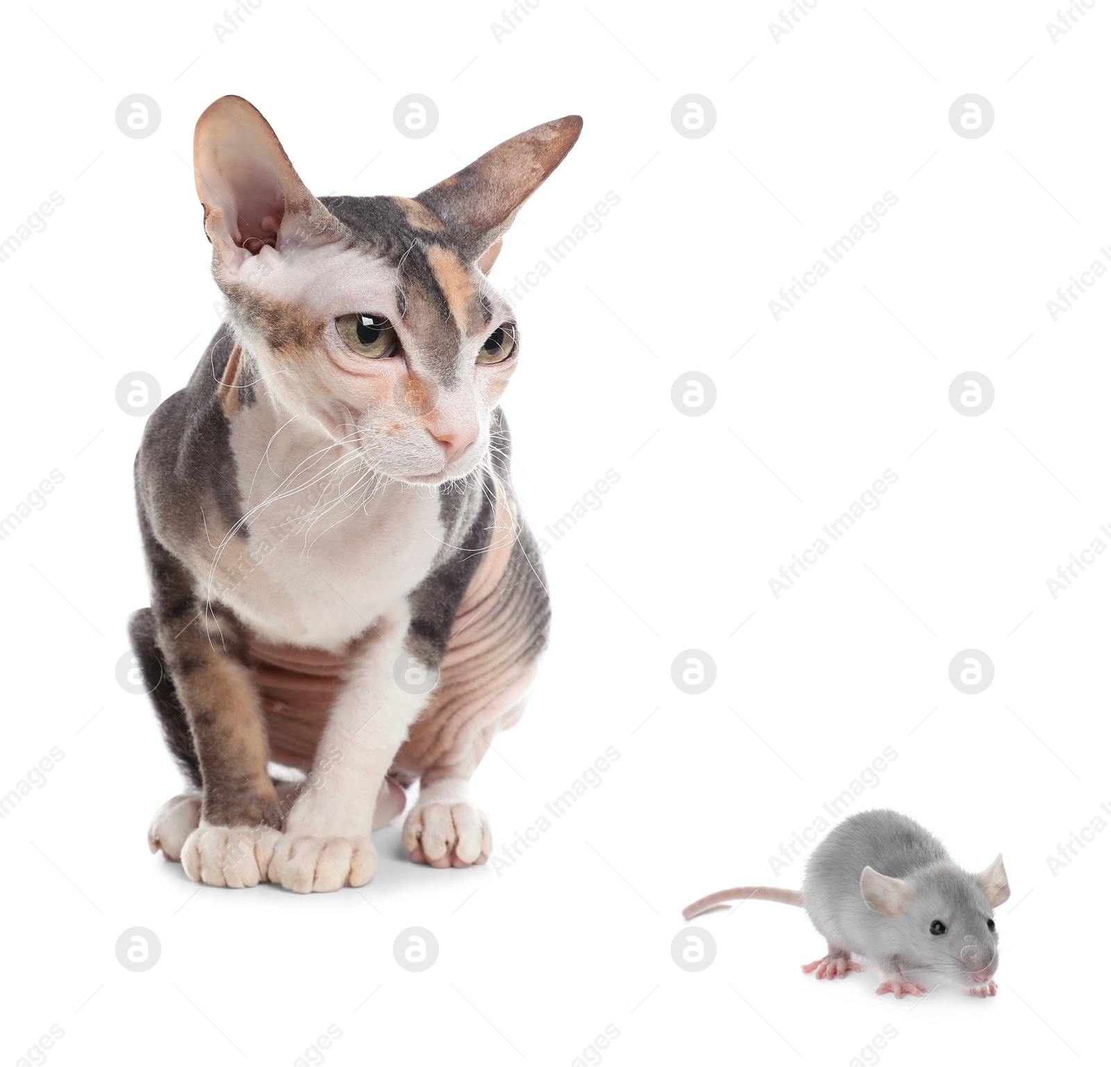 Image of Sphynx cat and rat on white background