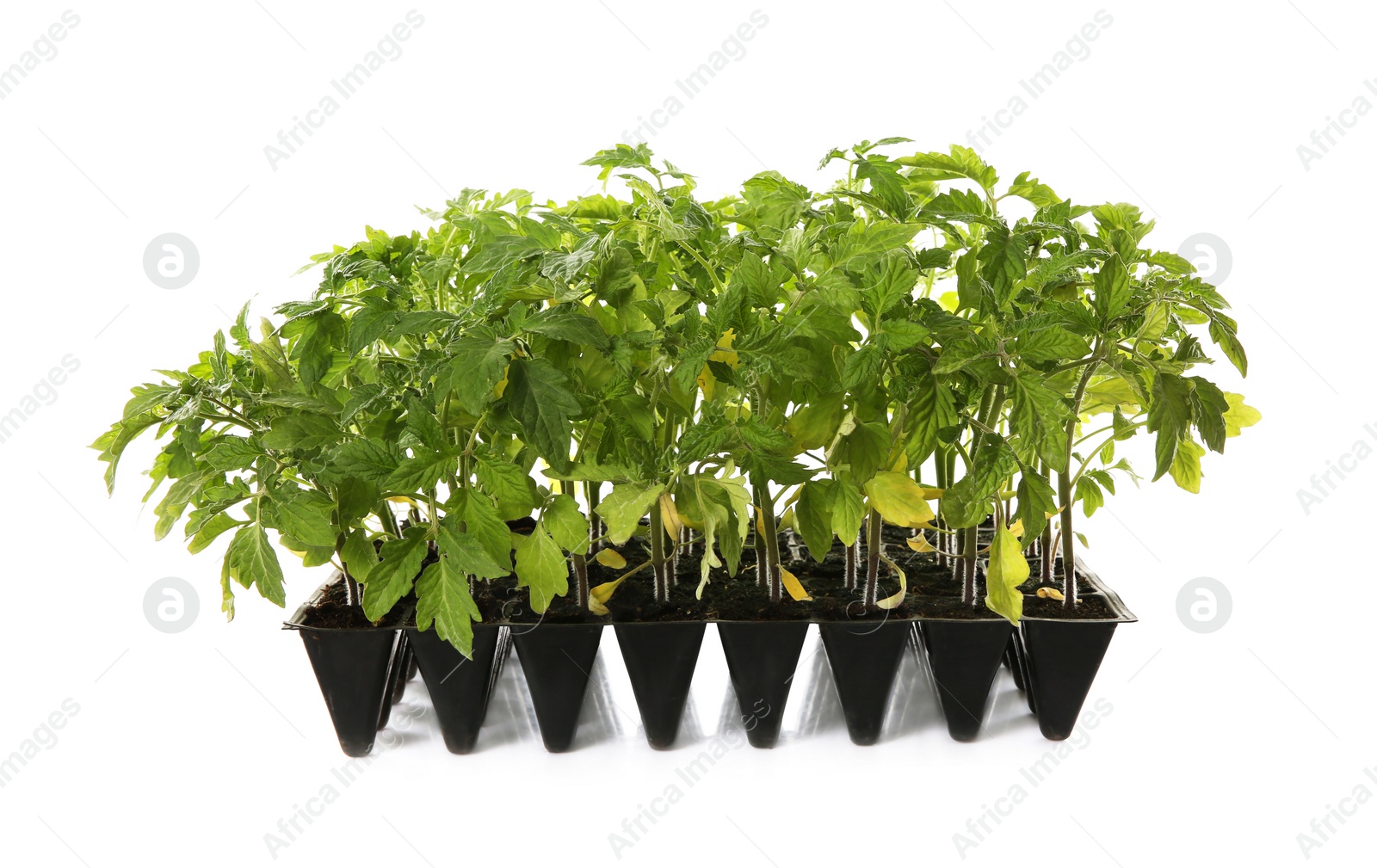 Photo of Green tomato plants in seedling tray isolated on white