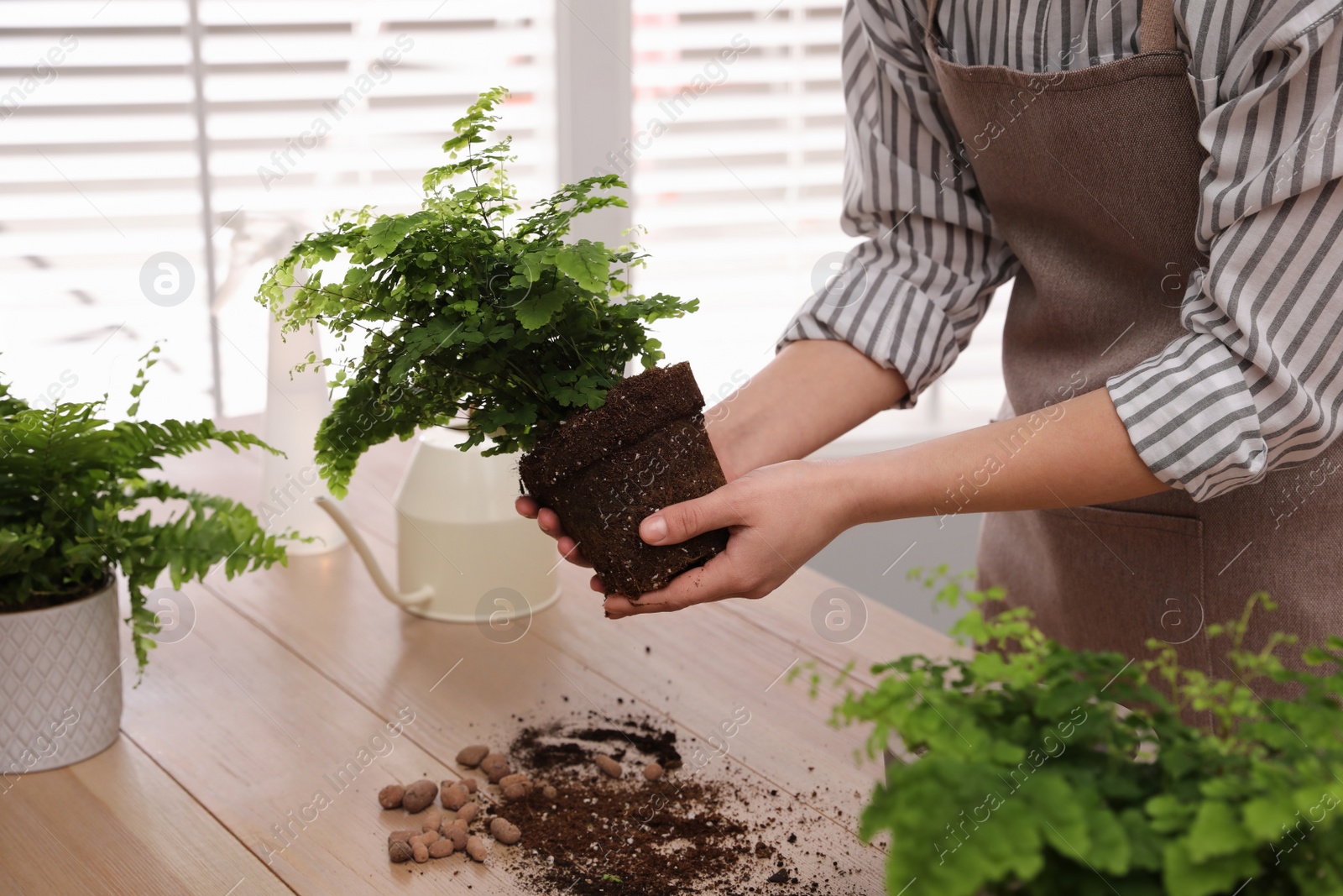 Photo of Woman holding fern at wooden table, closeup