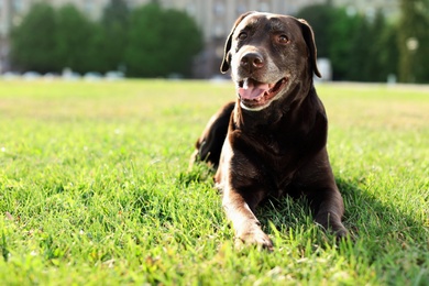 Photo of Cute brown labrador retriever outdoors on sunny day