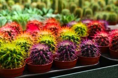 Photo of Pots with beautiful colorful cacti in plant tray on table