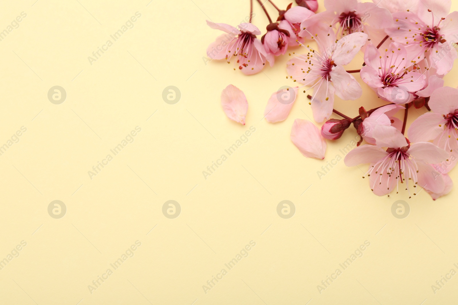 Photo of Beautiful spring tree blossoms and petals on yellow background, space for text