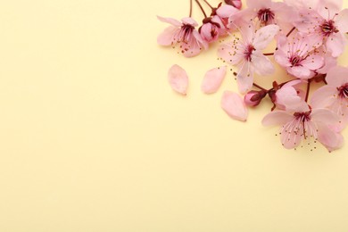Photo of Beautiful spring tree blossoms and petals on yellow background, space for text