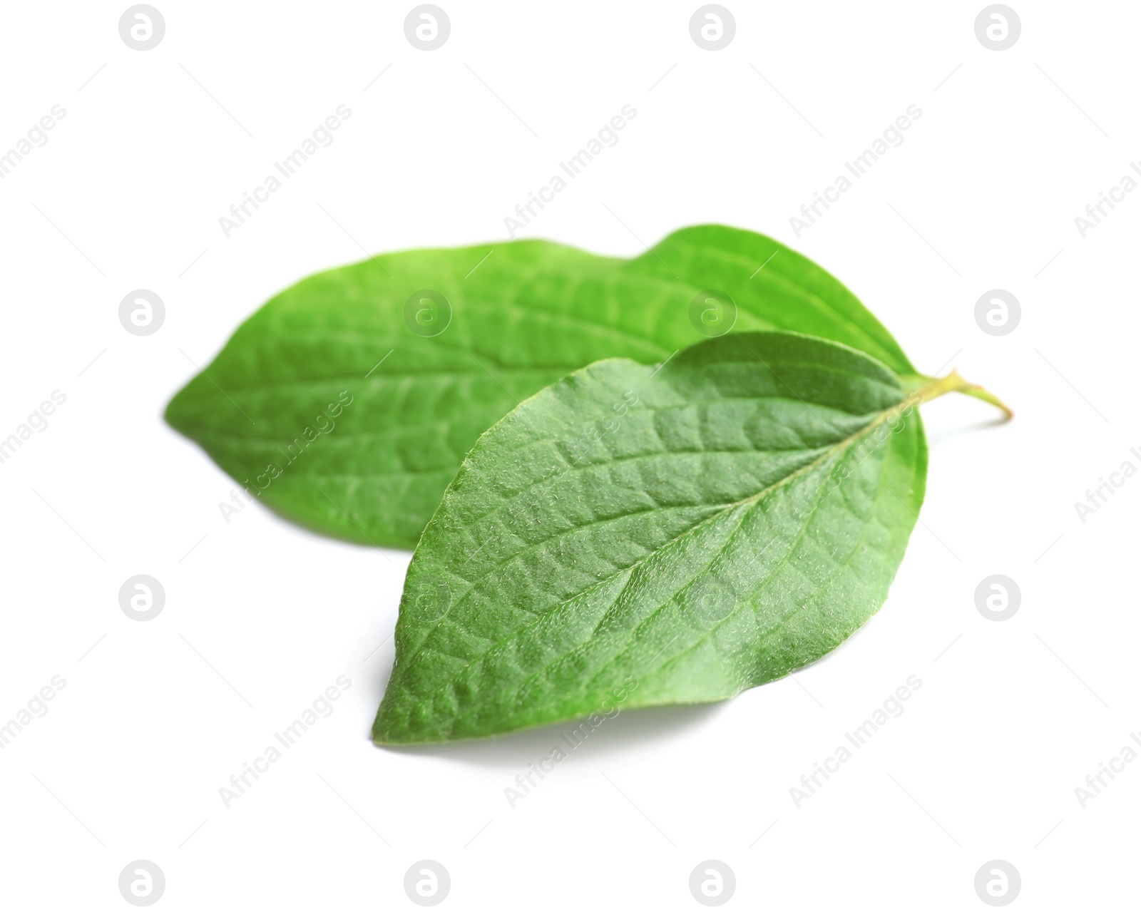 Photo of Beautiful spring green leaves on white background