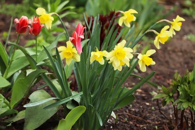 Photo of Beautiful blooming daffodils and tulips outdoors on spring day
