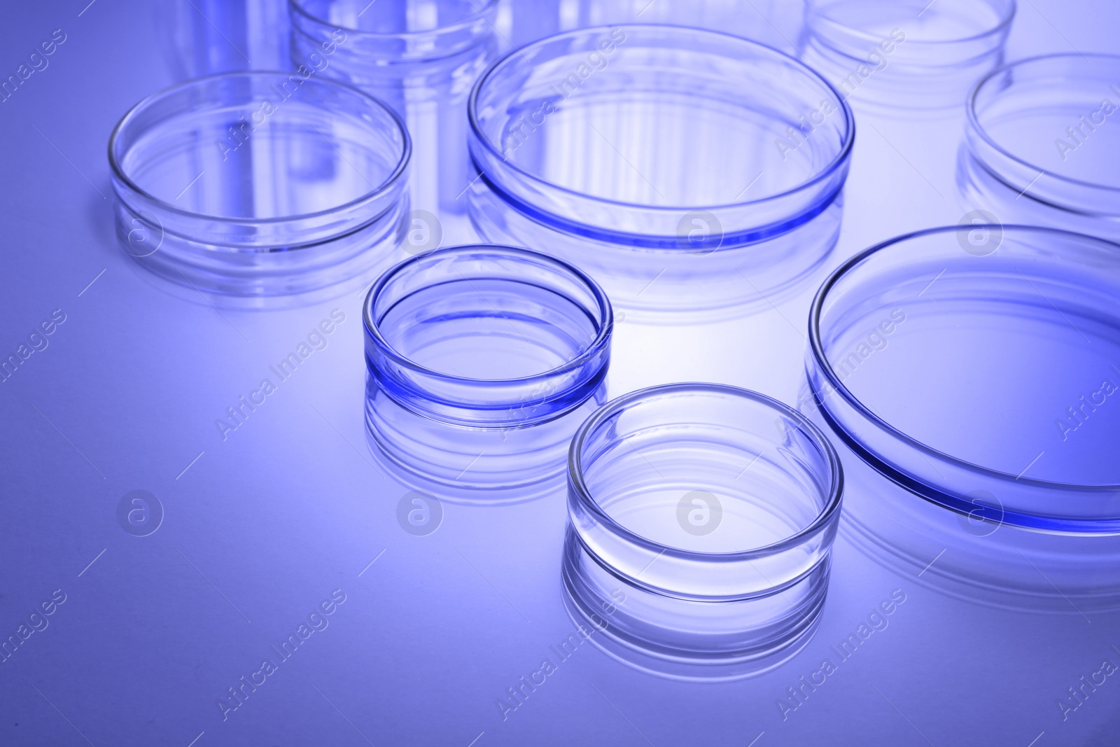 Image of Petri dishes with liquid on table, toned in blue. Laboratory glassware