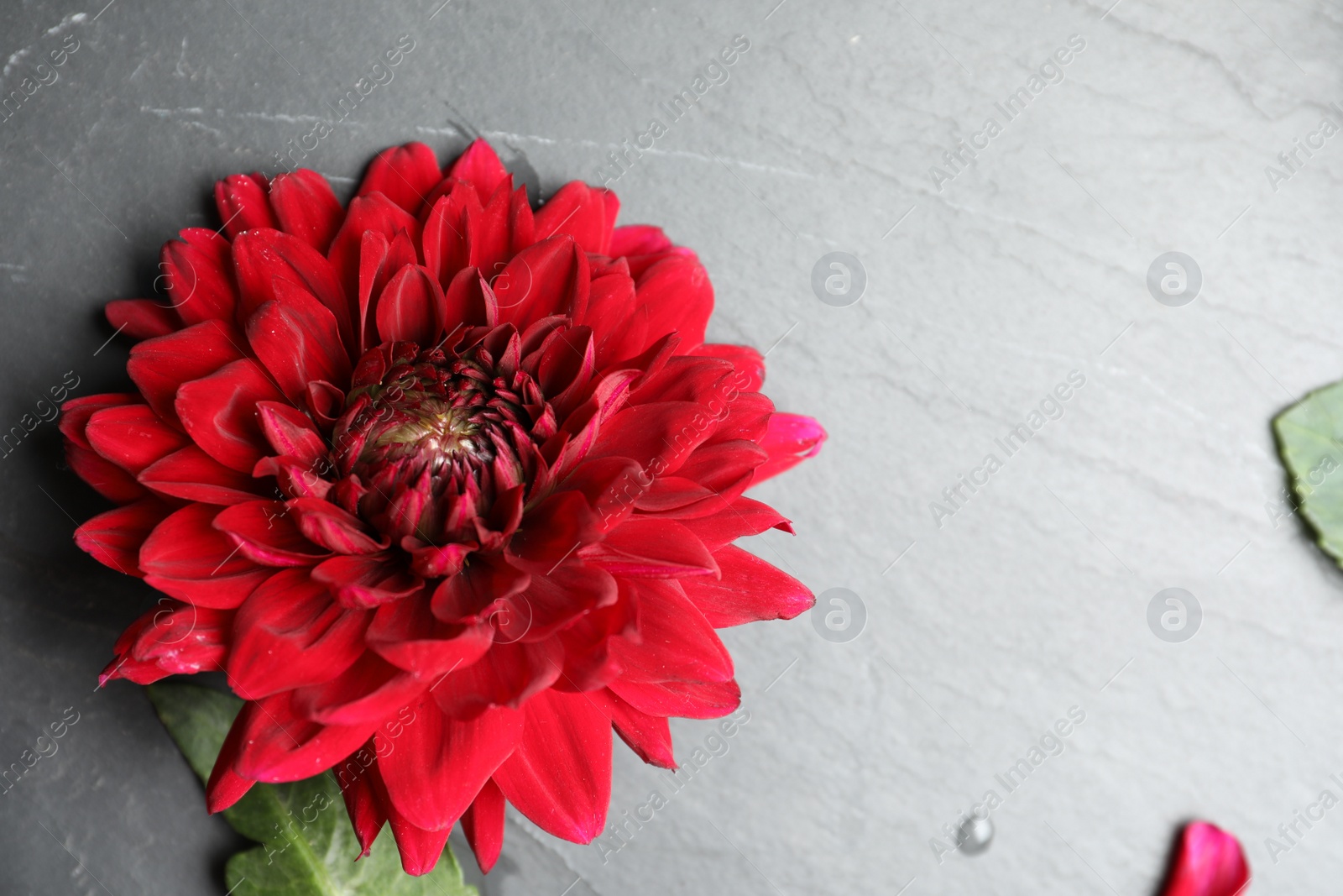 Photo of Beautiful red dahlia flower on grey table, top view. Space for text