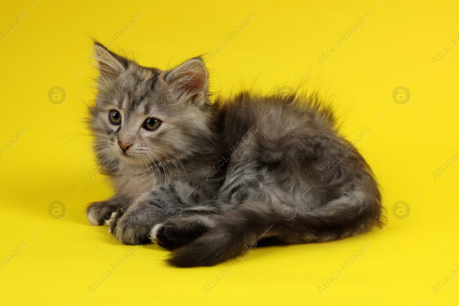 Photo of Cute fluffy kitten on yellow background. Baby animal