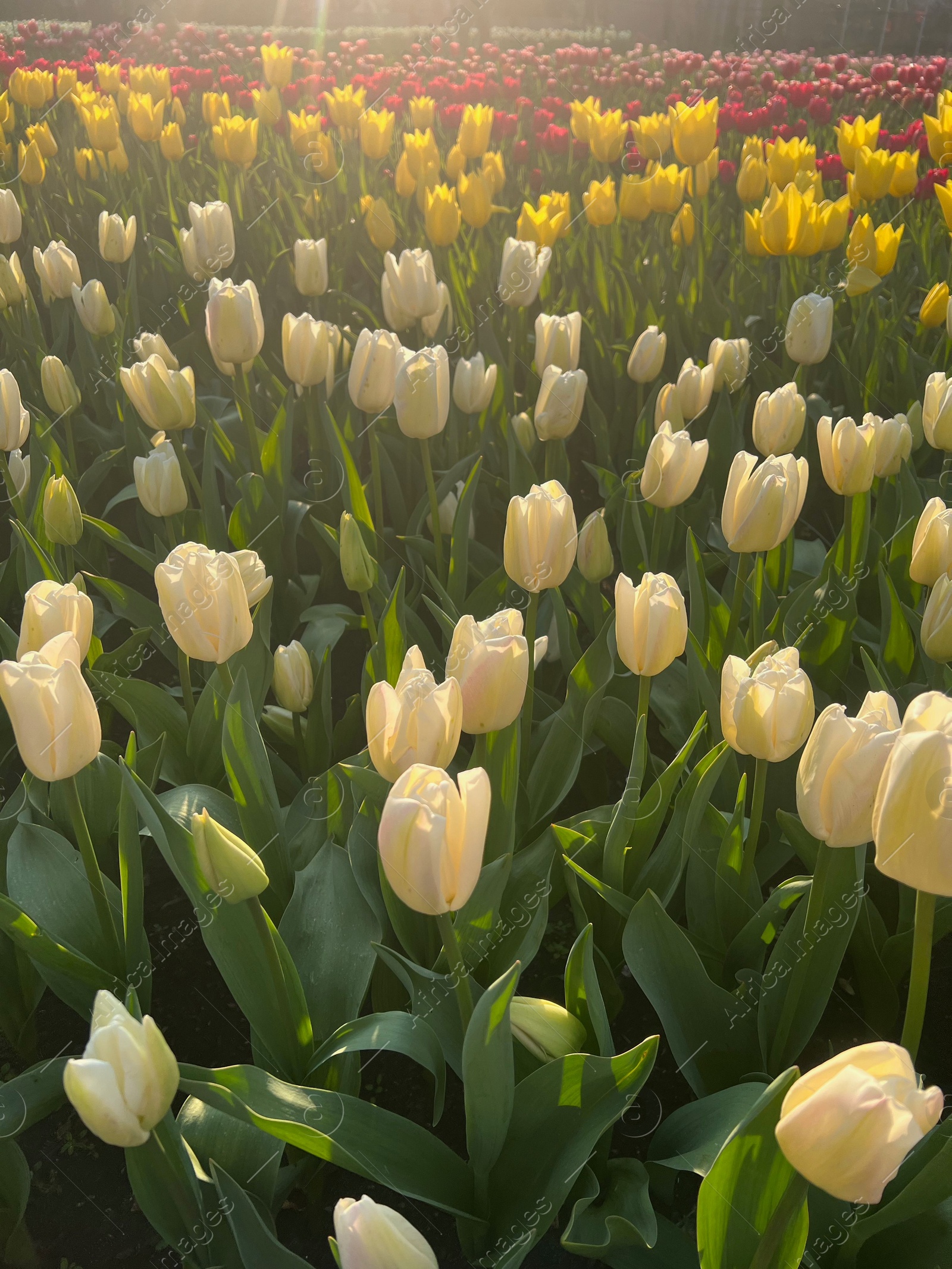 Photo of Beautiful tulip flowers growing outdoors on sunny day