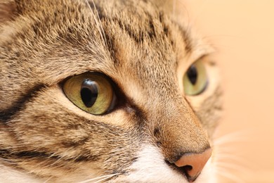 Photo of Closeup view of cute tabby cat with beautiful eyes