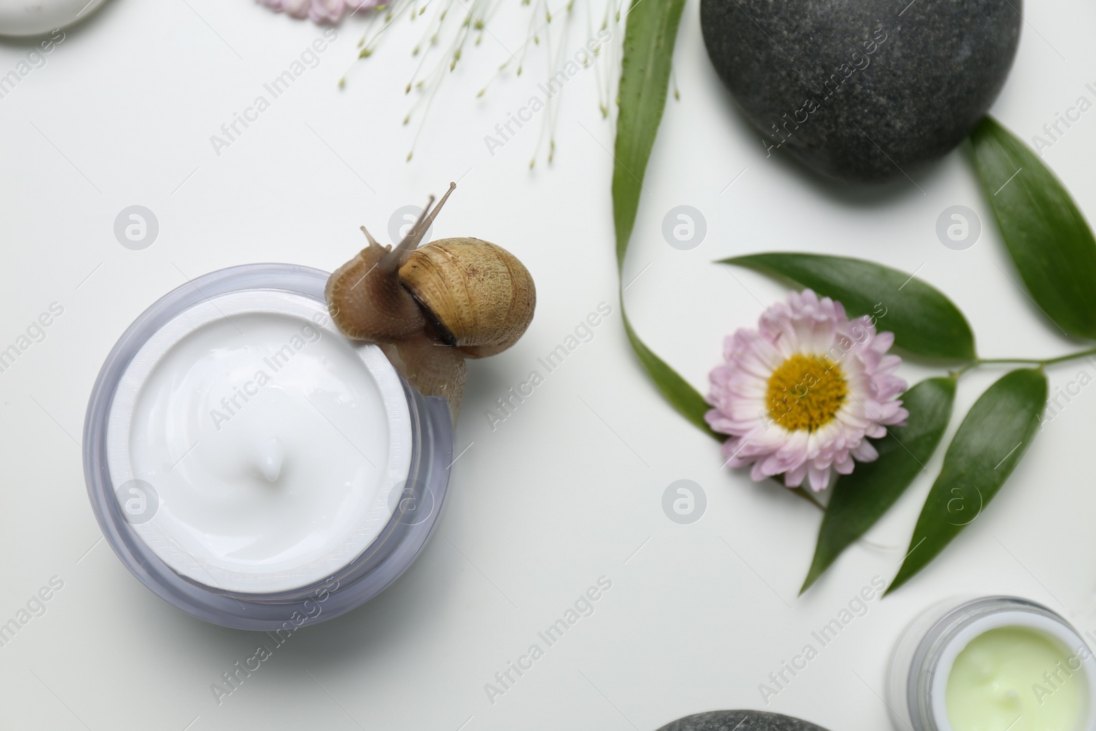 Photo of Composition with snail and cream on white background, top view