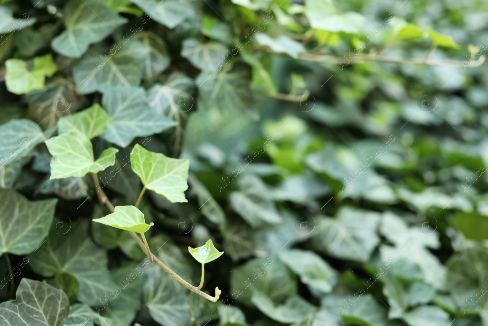 Photo of Green ivy vine with lush leaves outdoors, closeup