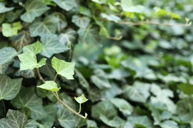 Green ivy vine with lush leaves outdoors, closeup