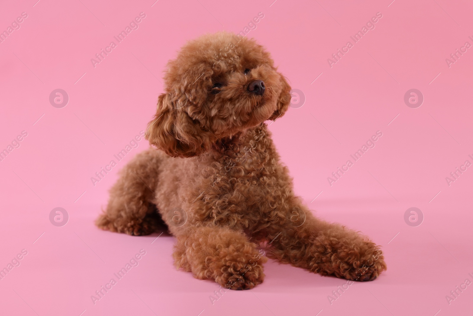 Photo of Cute Maltipoo dog on pink background. Lovely pet