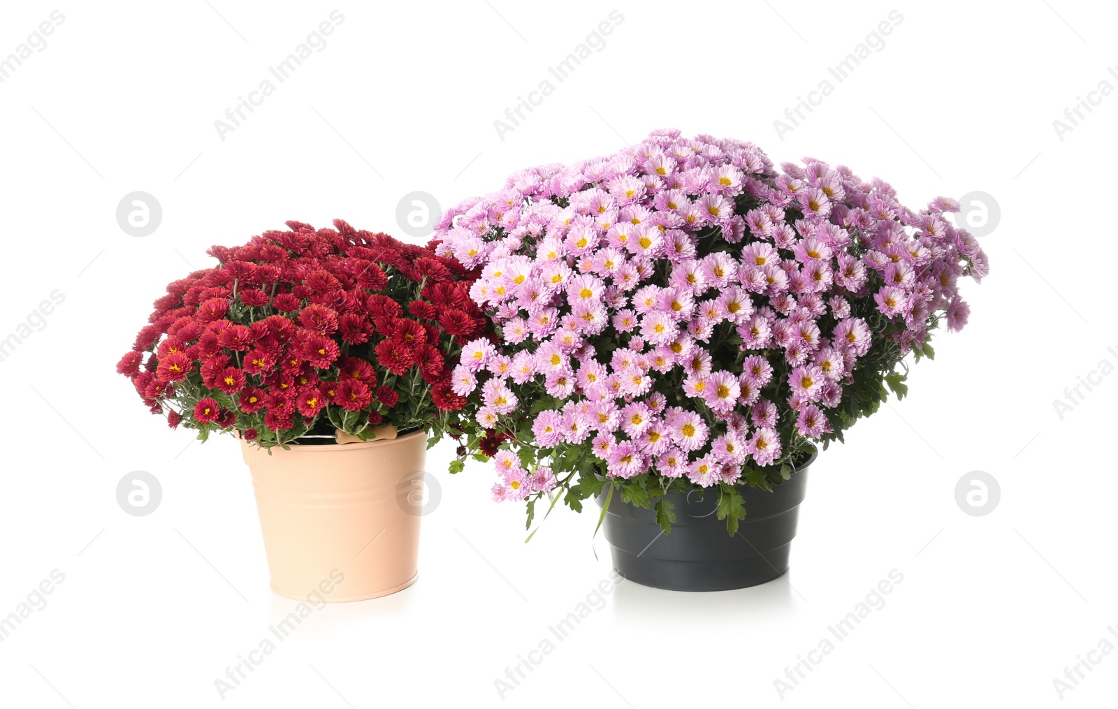 Photo of Pots with beautiful colorful chrysanthemum flowers on white background