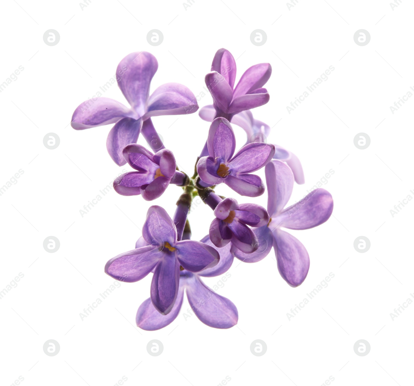 Photo of Branch with lilac flowers on white background