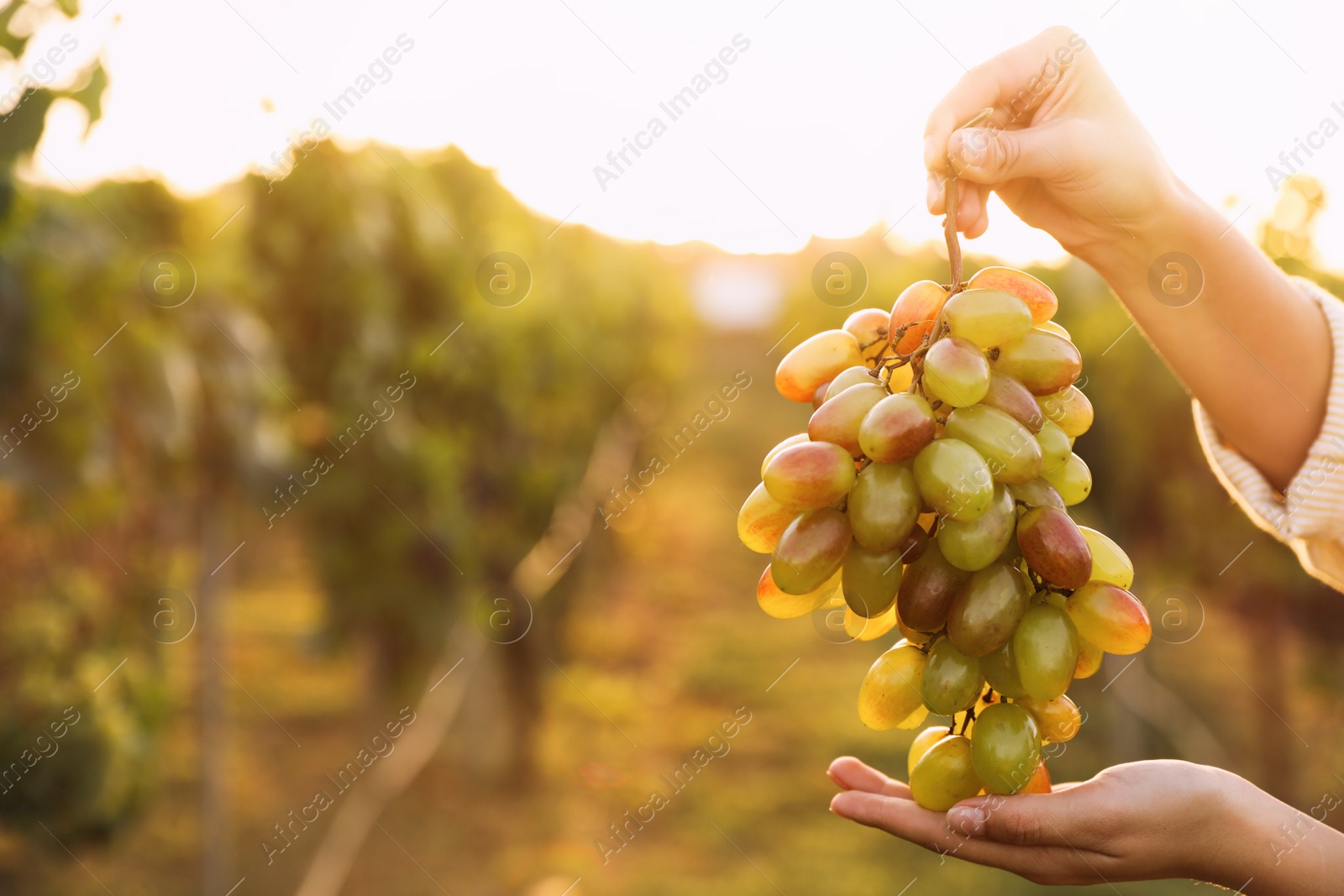 Photo of Woman holding cluster of ripe grapes in vineyard, closeup