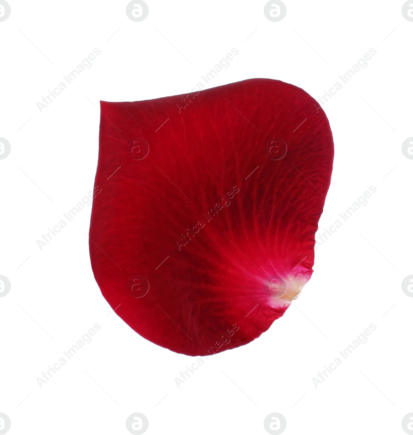 Photo of Red rose flower petal on white background