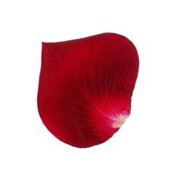 Red rose flower petal on white background