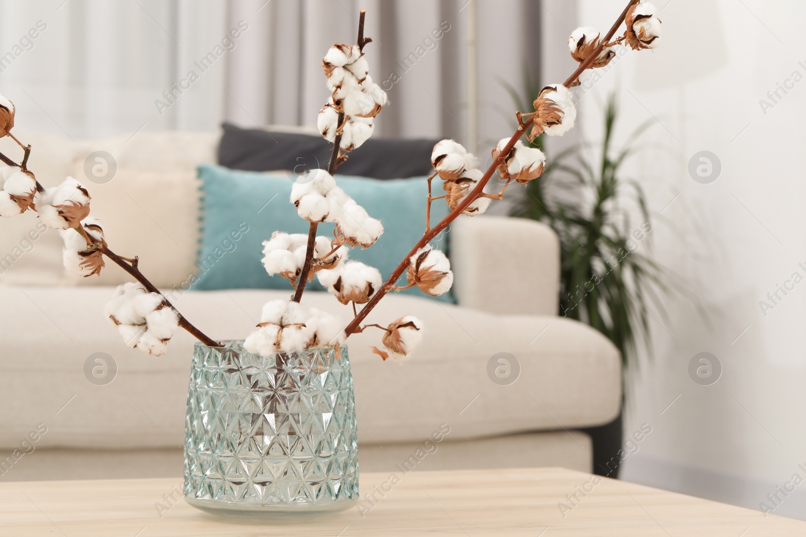 Photo of Cotton branches with fluffy flowers on wooden table in cozy room. Space for text