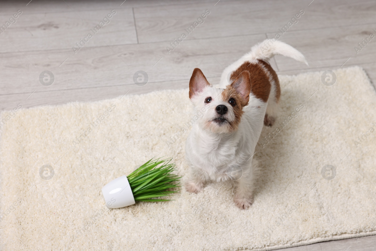 Photo of Cute dog near overturned houseplant on rug indoors. Space for text