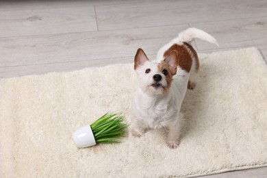 Cute dog near overturned houseplant on rug indoors. Space for text
