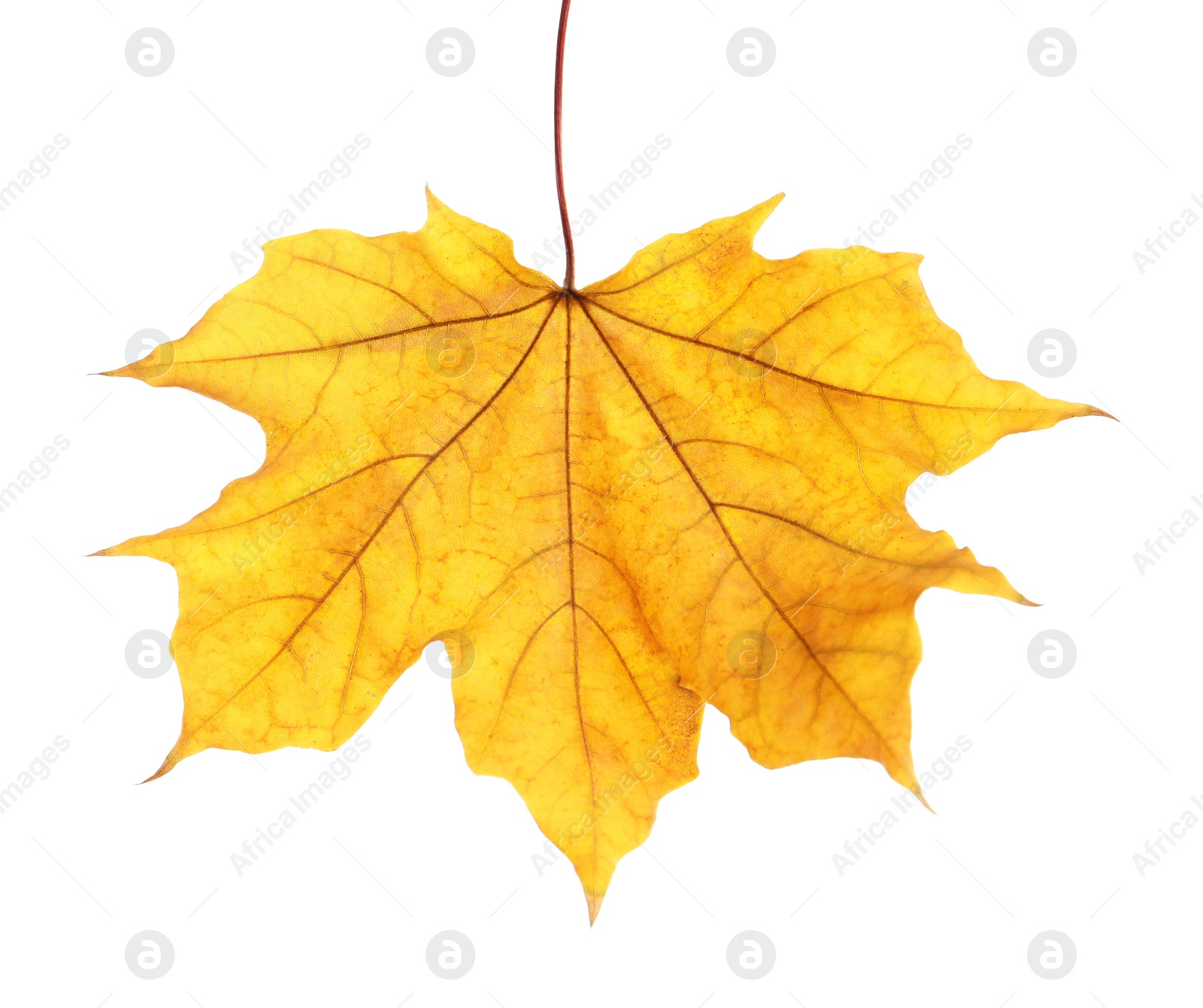 Photo of Beautiful autumn leaf on white background. Fall foliage