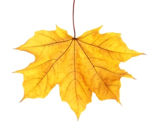 Photo of Beautiful autumn leaf on white background. Fall foliage