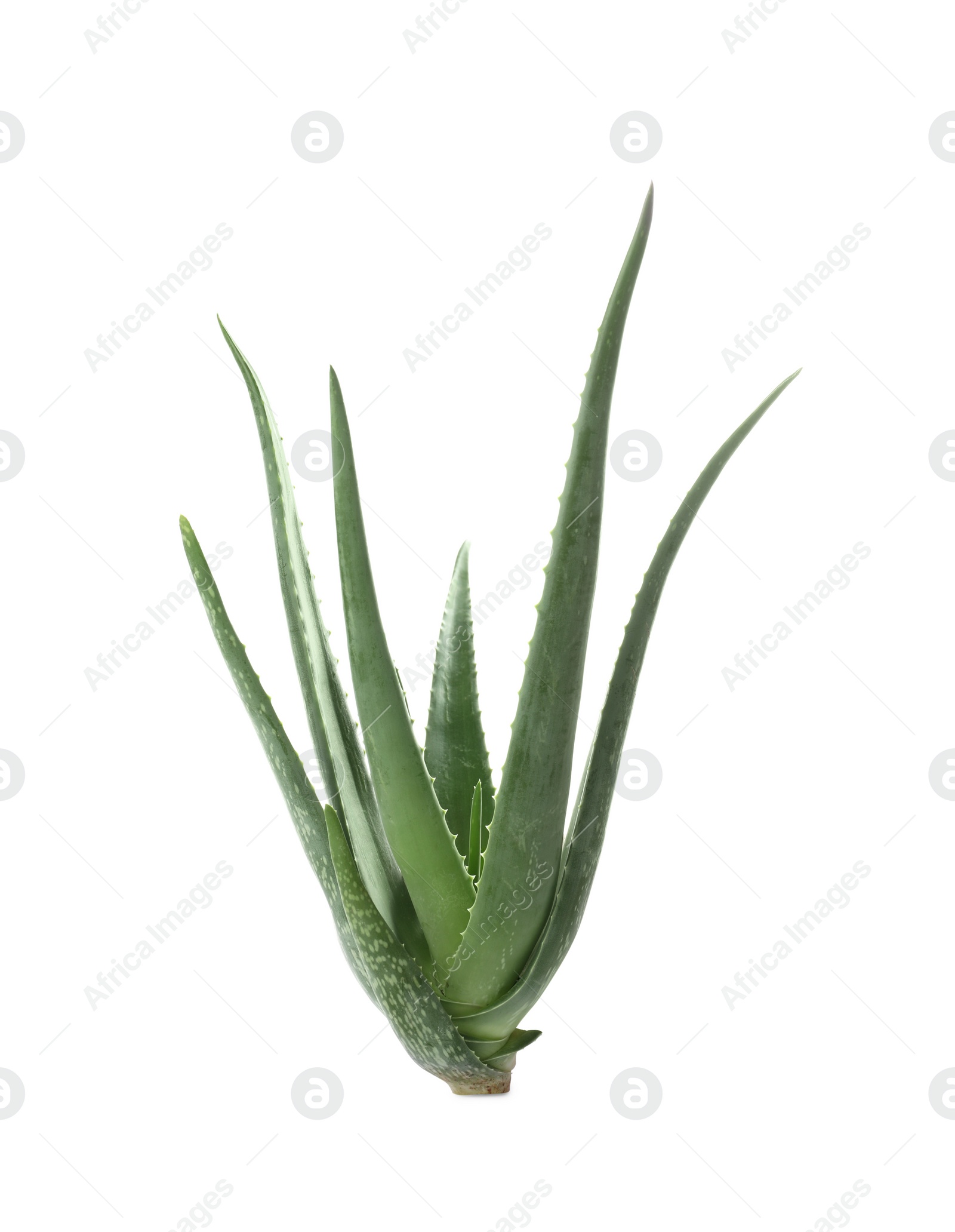 Photo of Green aloe vera plant isolated on white