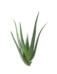 Photo of Green aloe vera plant isolated on white