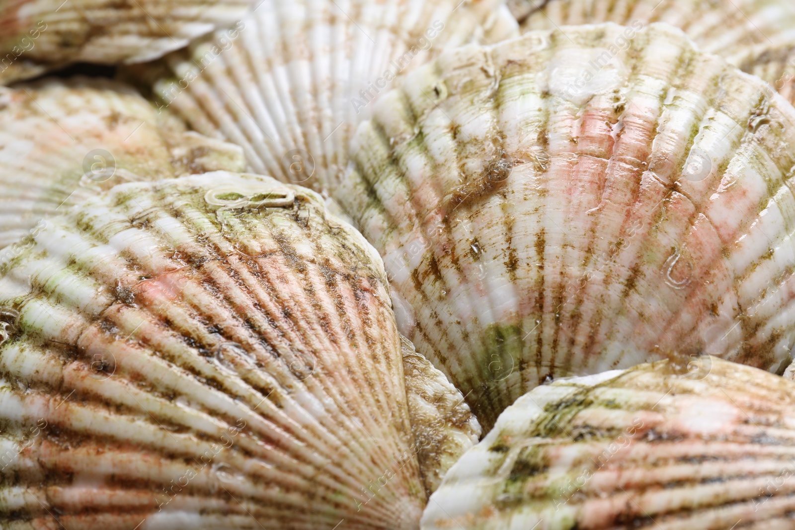 Photo of Fresh raw scallops in shells as background, closeup