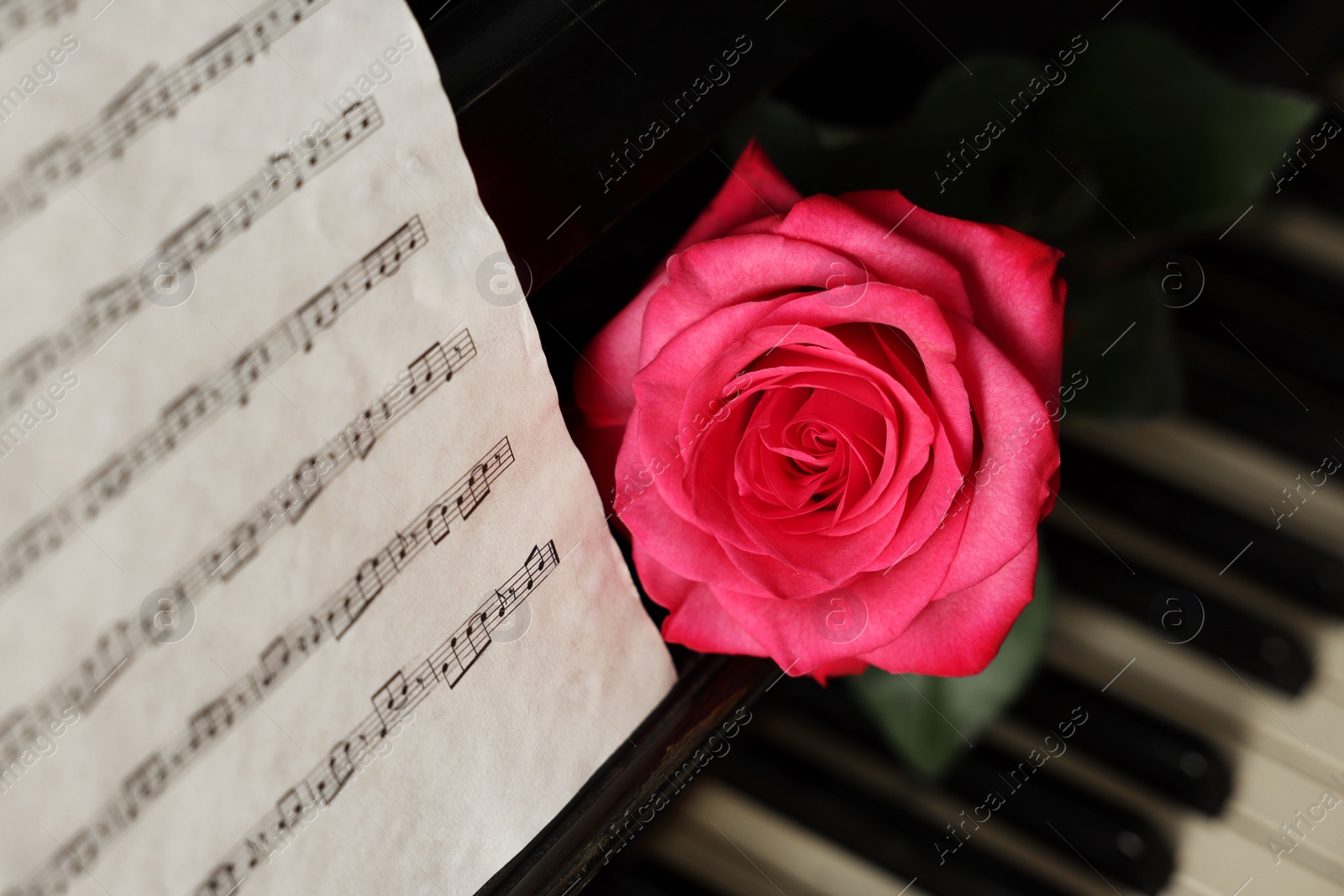 Photo of Beautiful pink rose and musical notes on piano, closeup