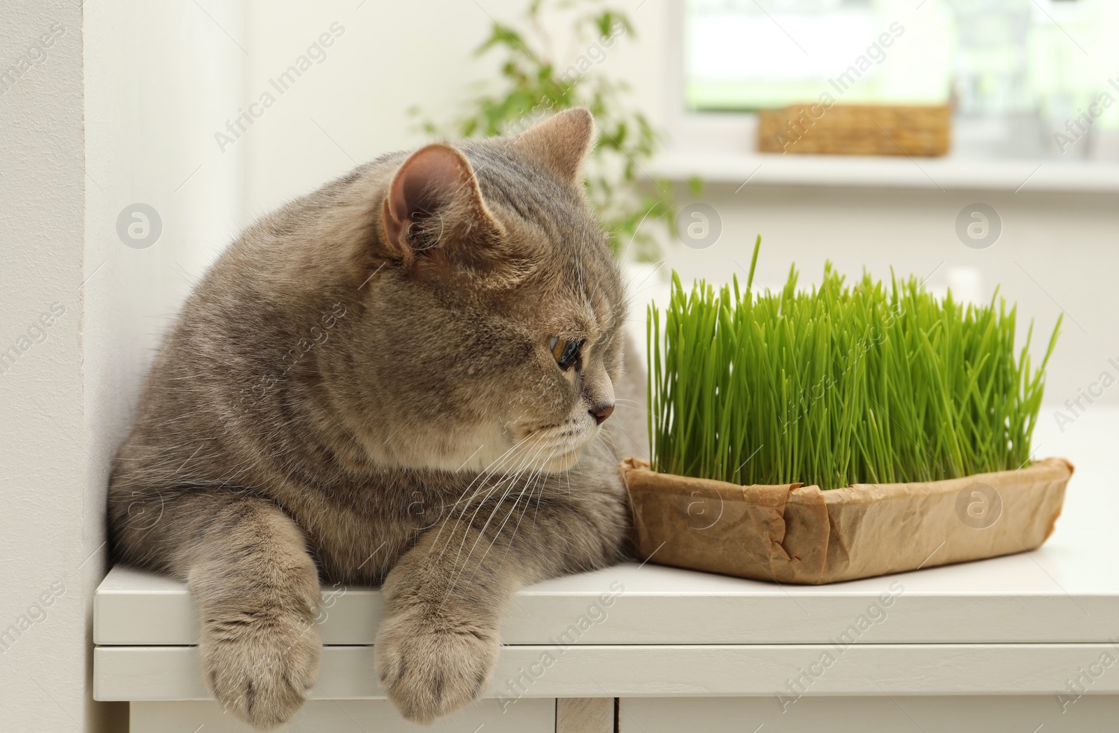 Photo of Cute cat near fresh green grass on white table indoors