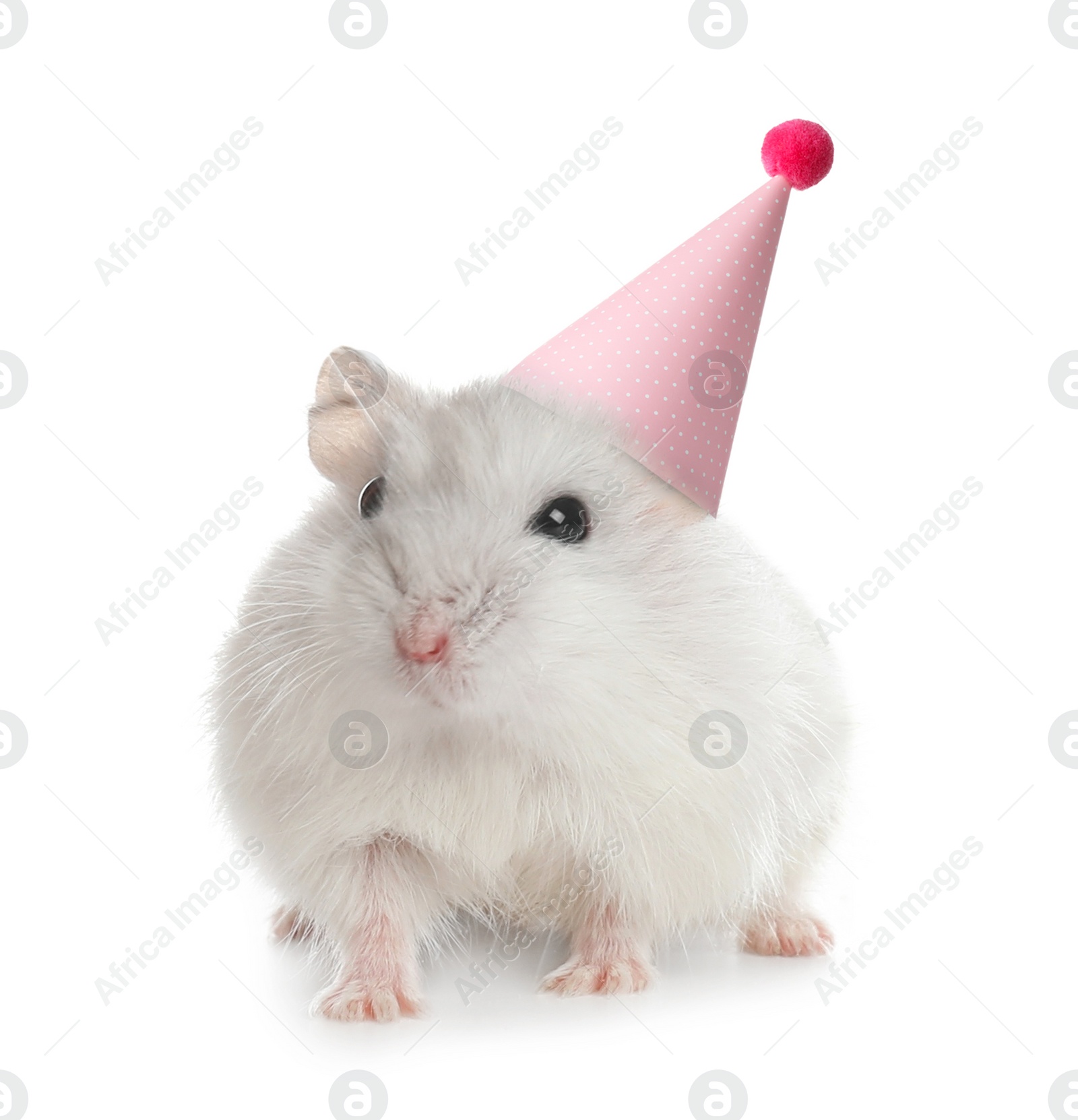 Image of Cute hamster with party hat on white background