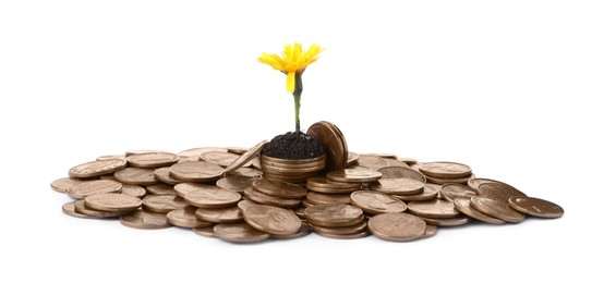 Pile of coins and flower isolated on white. Investment concept