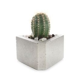 Photo of Beautiful tropical cactus plant in pot isolated on white. House decor