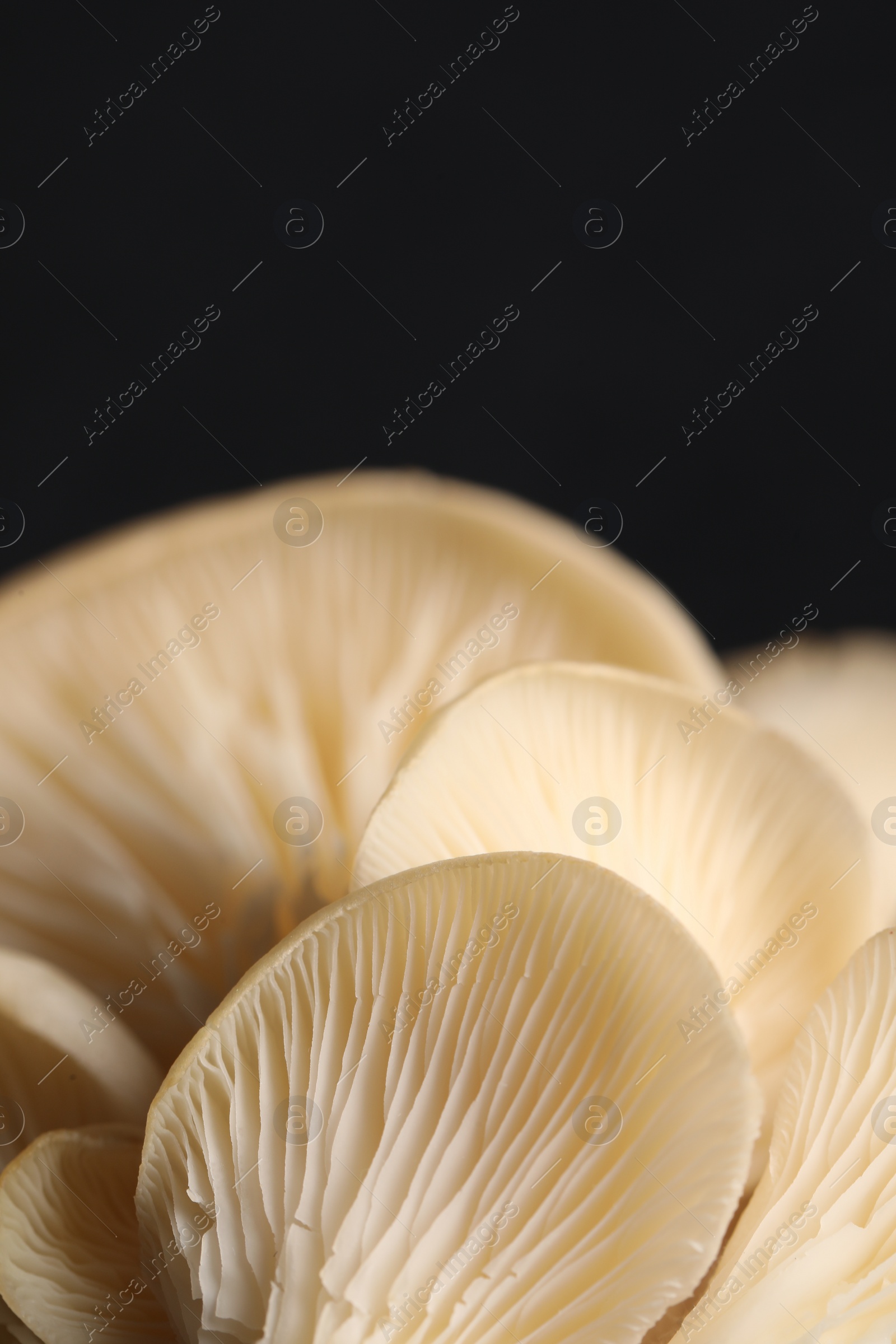 Photo of Fresh oyster mushrooms on black background, macro view